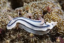 Nudibranch alimentação no recife — Fotografia de Stock