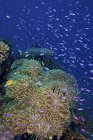 Приманка риба плаває над морським анемоном — стокове фото
