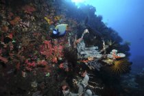 Grey sponges and emperor angelfish — Stock Photo
