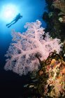 Дайвер плавает над мягким коралловым морем — стоковое фото