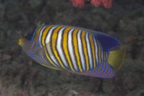 Floating regal angelfish — Stock Photo