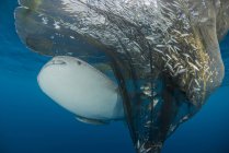 Requin baleine nageant sous les filets de pêche — Photo de stock