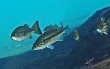 Gang of Largemouth Bass swimming upstream — Stock Photo