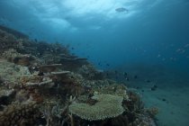Korallen bedecken Riff in Beqa-Lagune — Stockfoto