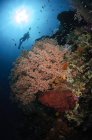 Immergitore nuotare sul morbido paesaggio marino corallino — Foto stock