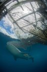 Walhai schwimmt in der Nähe von Fischernetzen — Stockfoto