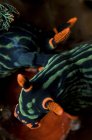 Paarung von Nembrotha kubaryana-Meeresschnecken — Stockfoto