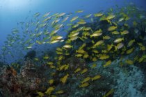 School of yellow snappers — Stock Photo