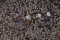 Popcorn-Garnelen auf Anemone — Stockfoto