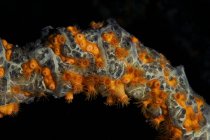 Piccoli anemoni di mare che si nutrono di notte — Foto stock