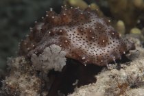 Морской огурец питается водорослями — стоковое фото