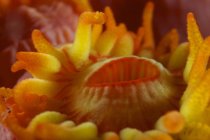 Tubo amarillo boca pólipo de coral - foto de stock