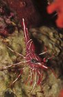 Crevettes à bec charnière rouge et blanc — Photo de stock