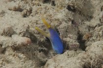 Nastro blu anguilla con bocca aperta — Foto stock