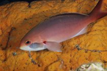 Isopodi che si nutrono di creolefish — Foto stock