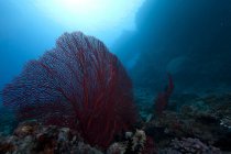 Fã do mar gorgoniano vermelho no recife de Fiji — Fotografia de Stock