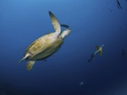 Tartaruga marina e batfish — Foto stock