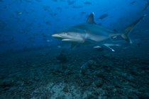 Tubarão-prateado no local do mergulho Bistro — Fotografia de Stock