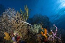 Pesce tromba sulla barriera corallina — Foto stock