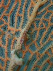 Red goby on sea fan — Stock Photo