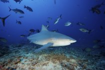 Bullenhai von Fischen umgeben — Stockfoto