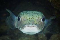 Inquisitiva porcupinefish headshot - foto de stock