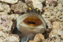 Золотистая рыба-челюсть — стоковое фото
