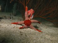 Estrella de mar roja en fondo arenoso - foto de stock
