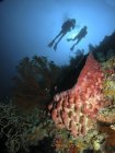 Divers hovering over barrel sponge — Stock Photo