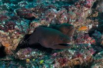 Moray eels in hole with cleaner shrimp — Stock Photo