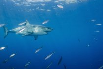 Great white shark and bait fish — Stock Photo