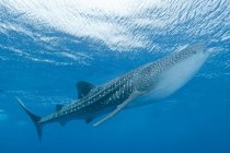 Requin baleine près d'Ari et de l'atoll mâle — Photo de stock