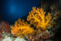 Orange soft coral and sea whip — Stock Photo
