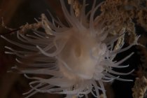 Кубок коралловых полипов под выступом — стоковое фото