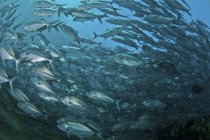 Flock of trevally fish — Stock Photo
