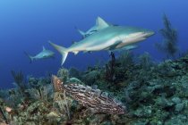 Карибские рифовые акулы и окунь голиафа — стоковое фото