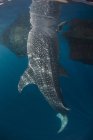 Китовая акула плавает под поверхностью — стоковое фото
