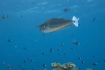 Einhorn-Fische in Fidschi-Gewässern entdeckt — Stockfoto