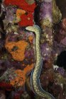 Sharptail eel on reef — Stock Photo