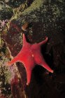 Estrela do mar vermelho e limpet — Fotografia de Stock