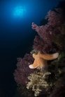 Orange sea star over soft coral — Stock Photo