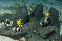 Clownfish in dark grey anemone — стоковое фото
