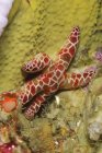 Красная морская звезда на рифе — стоковое фото