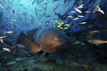 Grouper with flock of golden trevally — Stock Photo