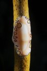 Escargot de langue flamant sur corail mou — Photo de stock