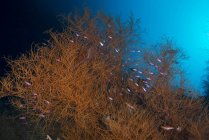 Buissons de corail avec anthias — Photo de stock