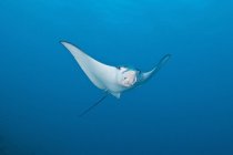 Eagle ray in blue water — Stock Photo
