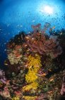 Coral macio e ventiladores do mar — Fotografia de Stock
