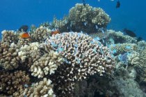 Coralli sassosi nella laguna di Beqa — Foto stock