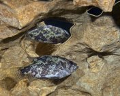 Sombra Bass en la caverna Morrison Springs - foto de stock